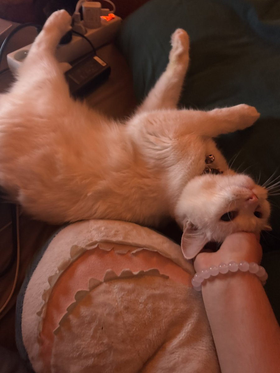 mostplasma's tweet photo. THREAD : les avantages et desavantages d’avoir une chatte sourde ! (et ultra mignonne) https://t.co/MYEaeCPLKL