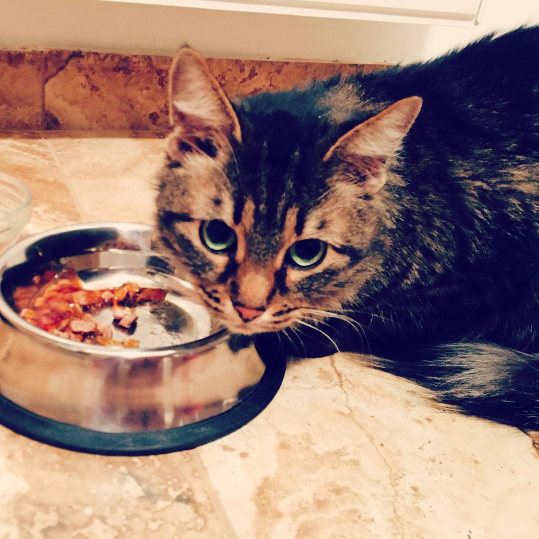 Kascsxack's tweet image. A bowl of cat food and a sofa make up a long afternoon.