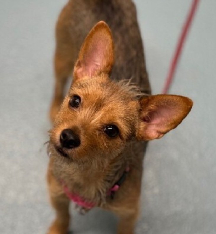 Hairietta 233987
#NewIntake #NYCACC #RescueOnly 
She is a cute 11 lb, 1 yr old puppy
Fearful with handling/touch sensitivity 
Needs quiet, predictable environment in all adult home 
New Hope Only 
Save Hairietta!
nycacc.app/browse/233987
#Pledge4Rescue #foster #adopt