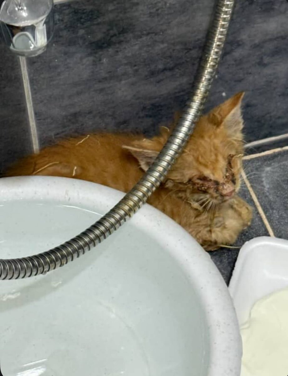 Qhearts | كيو هارتس tweet media