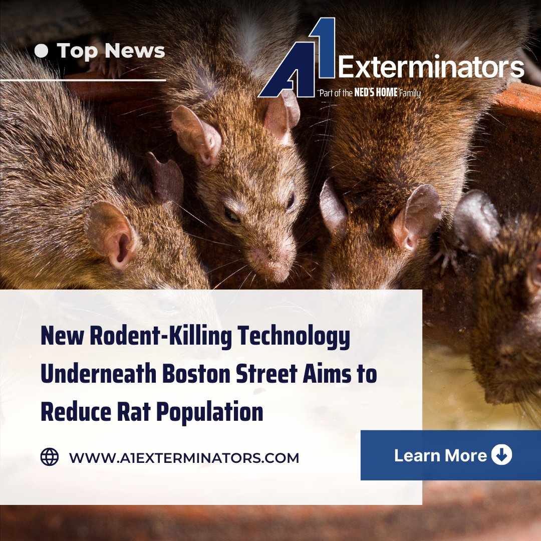 A1Exterminators's tweet image. 🐭60 rats. 60 days.
Beneath Boston’s historic Hanover Street, innovative sewer traps are changing the game in rodent control — and A1 Exterminators is proud to be part of this first-of-its-kind U.S. deployment. Full story boston25news.com/.../O5WZU6I5KZ… Thanks @boston25 #RodentControl