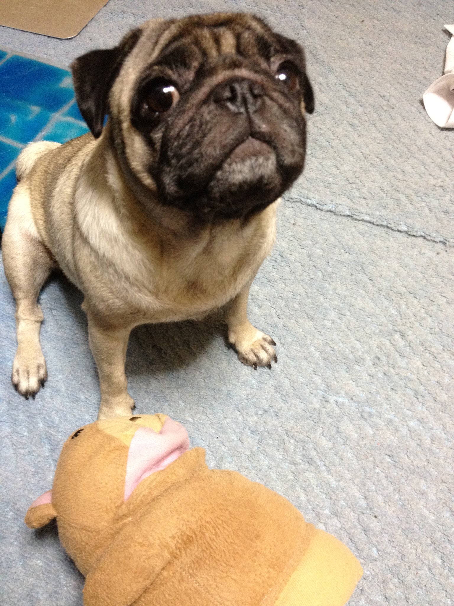 パグちゃん Posts with replies by パグの飼い主 (@Pug_momo0823) / X
