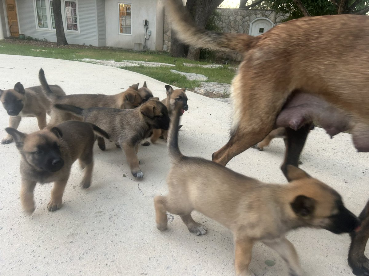 We have four of them and two mallinois pups and ten Mallinois-husky mix….