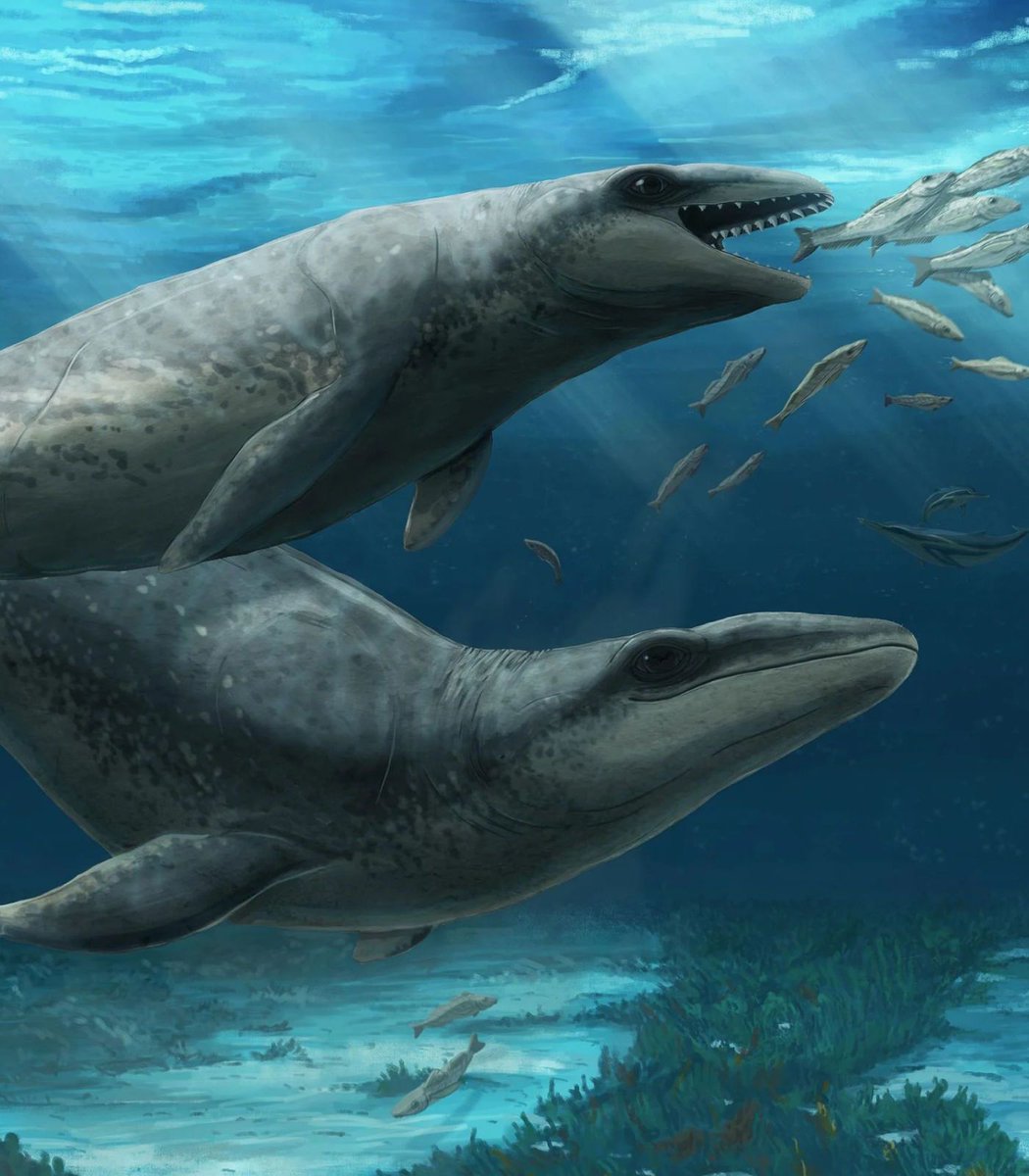 Dexerto's tweet photo. Scientists have discovered a 26-million-year-old whale that might have looked like Kyogre

“It might have looked like some weird kind of mash-up between a whale, a seal and a Pokémon” https://t.co/txbfXrTumI
