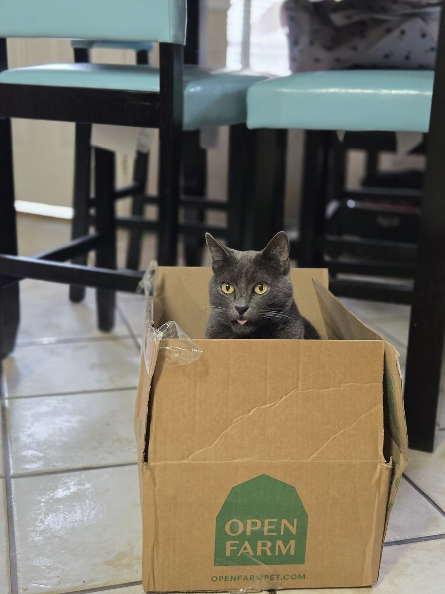 foevaladi's tweet photo. Well...even if Indigo doesn't like the 3 new flavors I ordered from @openfarmpet  At least he got a new box out the deal😁😋 https://t.co/CbOYOH0Ma0