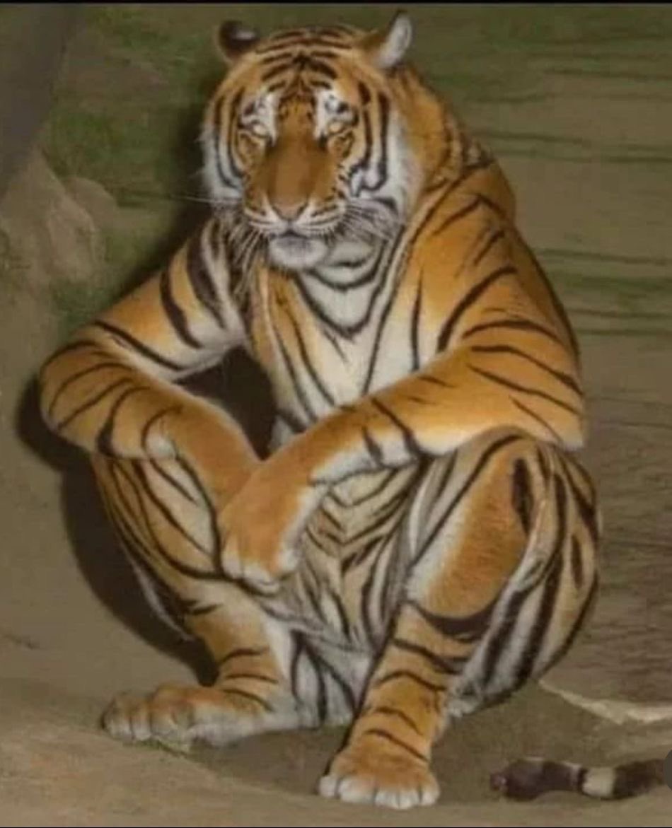 Correr? Ele corre atrás, escalar? Ele também escala seu arrombado, nadar? Ele também vai estar lá igual o pai do Chris atrás do malvo, se ficar quieto ele também te come e fodasse.