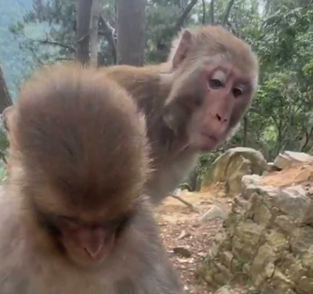 demixready's tweet photo. @AMAZlNGNATURE bro nosey as hell 😭 https://t.co/iYWLCIeErP