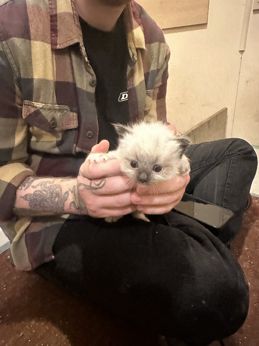mileseveritt_'s tweet photo. I guess you could say lil man has turned into big boy. I miss the days Mallie would fit inside and sleep in my hoodie hood 💚 https://t.co/WlPrPZgN4i