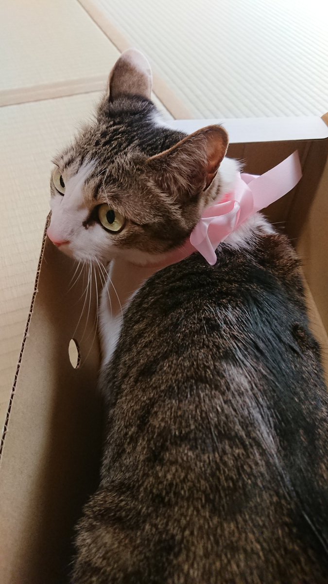 猫ちぃ♪ ねこのティーチくん 313 ～ ティーチくんの茶道 ～ - YouTube