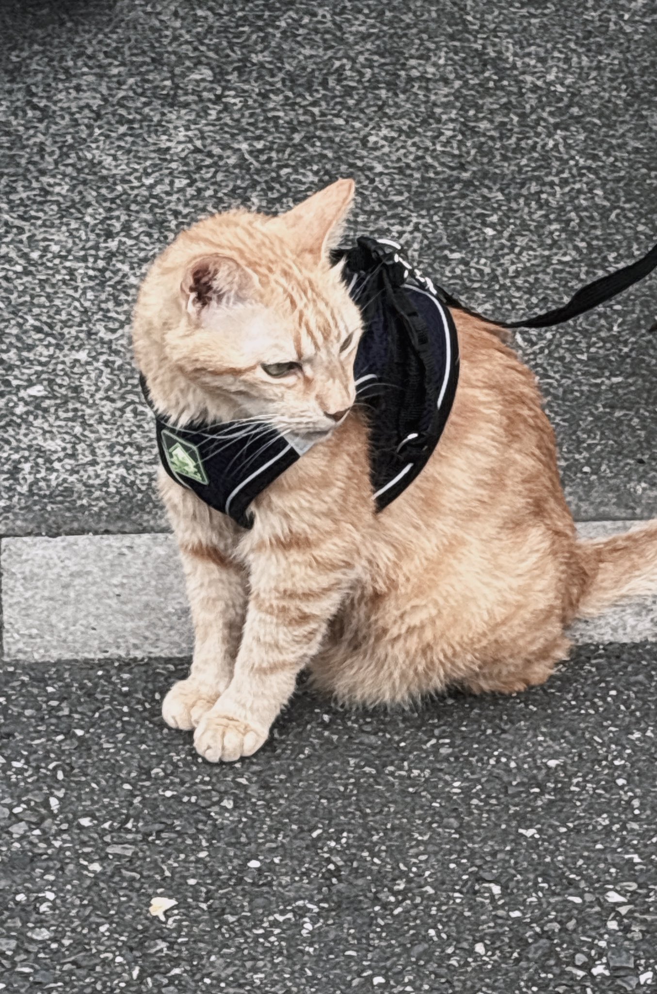 パンダ様＠隠居出来ない垢 on X: 