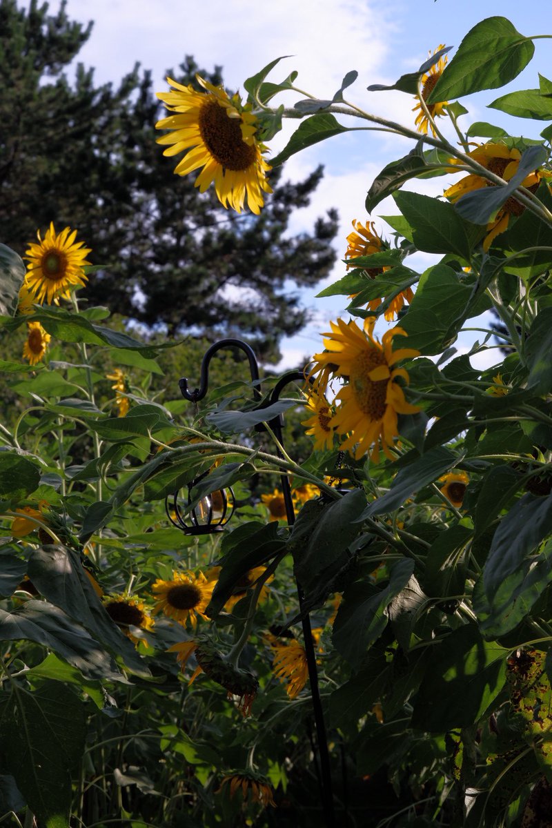 るぅちゃん tweet media