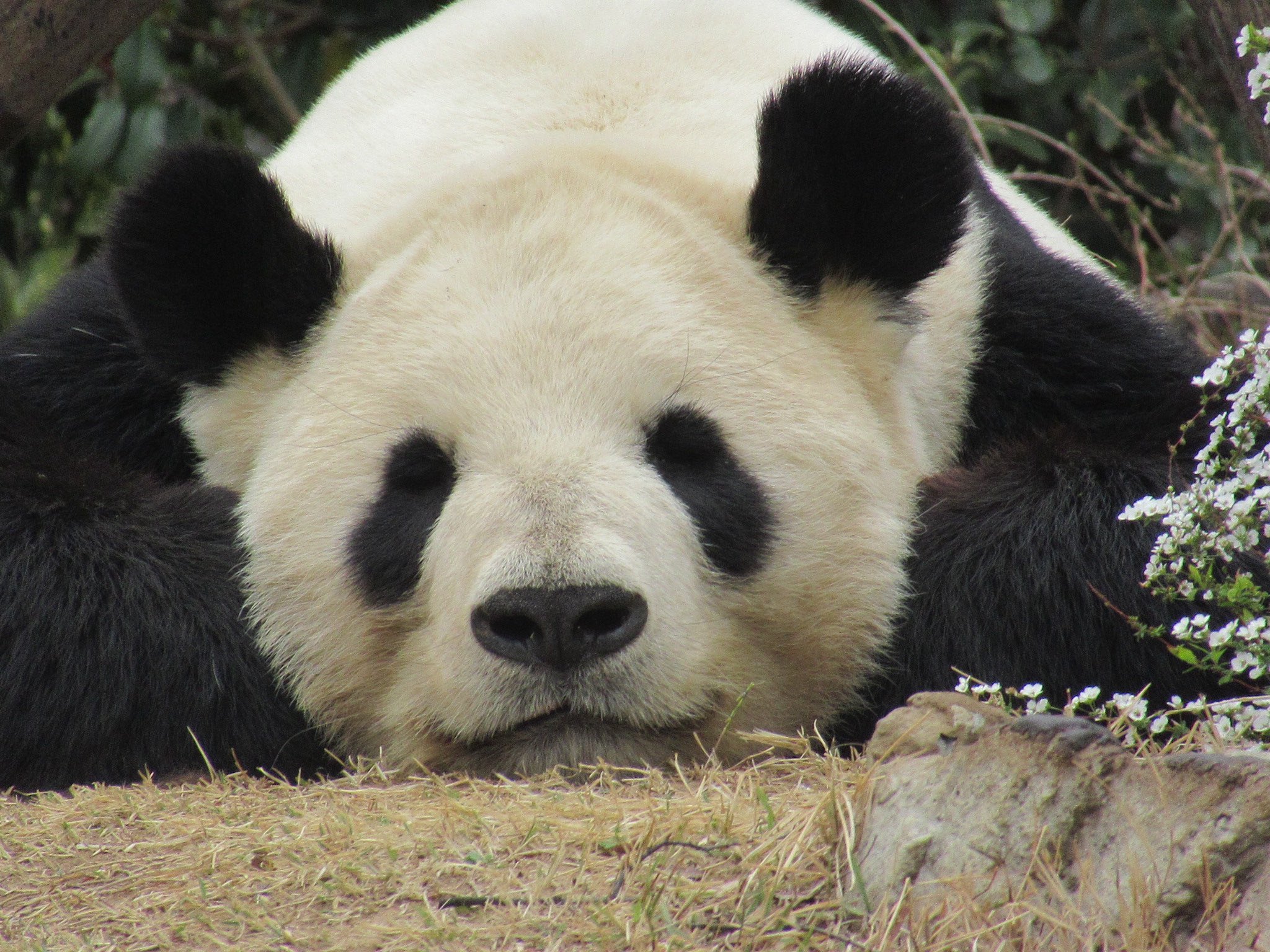 上野動物園 - البحث / X