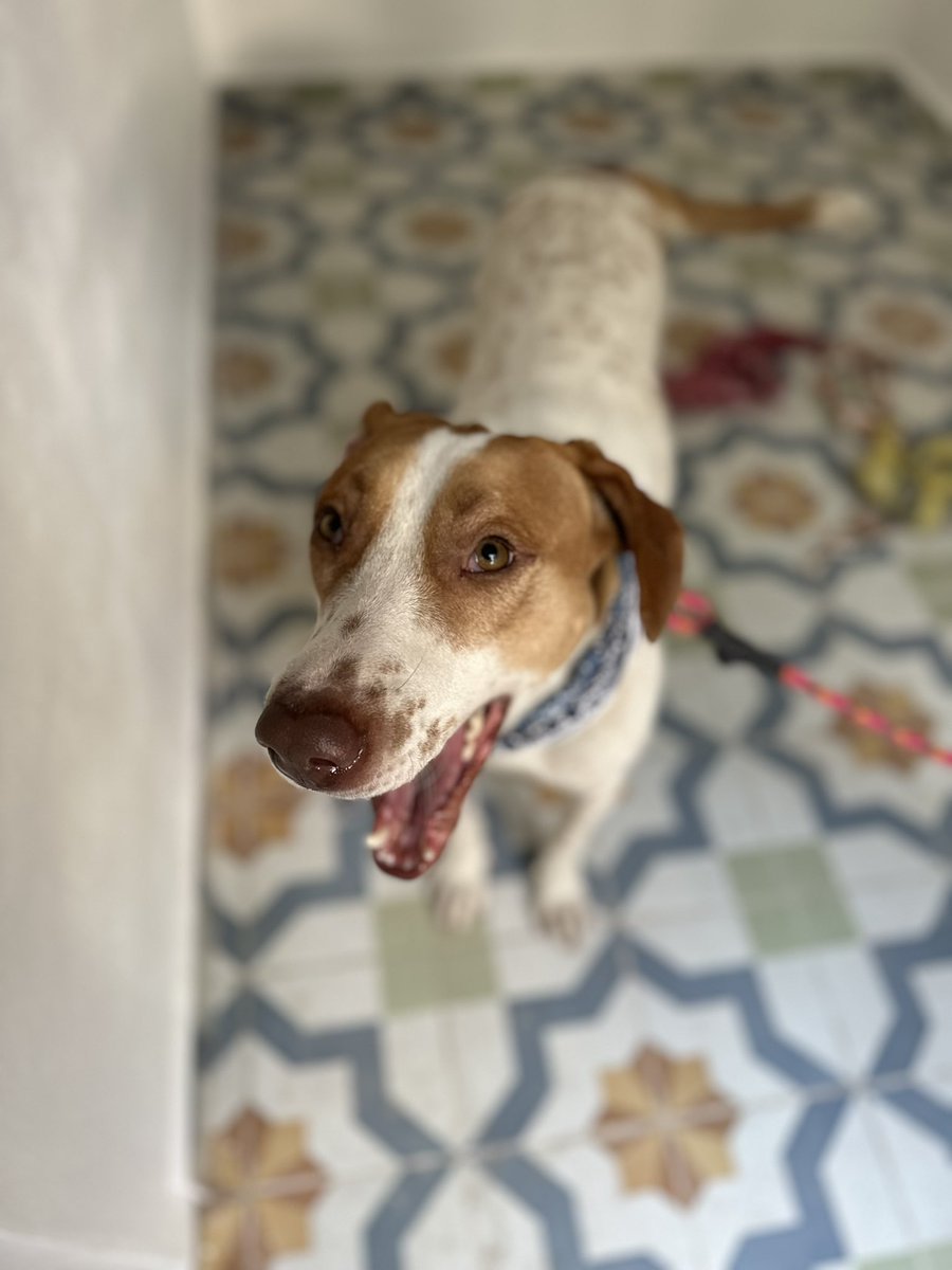 Me llamo Pecas. Pecorino. Pecoso. Vivía en la calle. Ahí había basura y yo seleccionaba objetos para poder jugar con algo.

Antes fue peor. Me amarraron en un espacio diminuto. Estaba atrapado y desesperado. Así que la calle era mejor situación

Lu veía por mi como podía. Un día