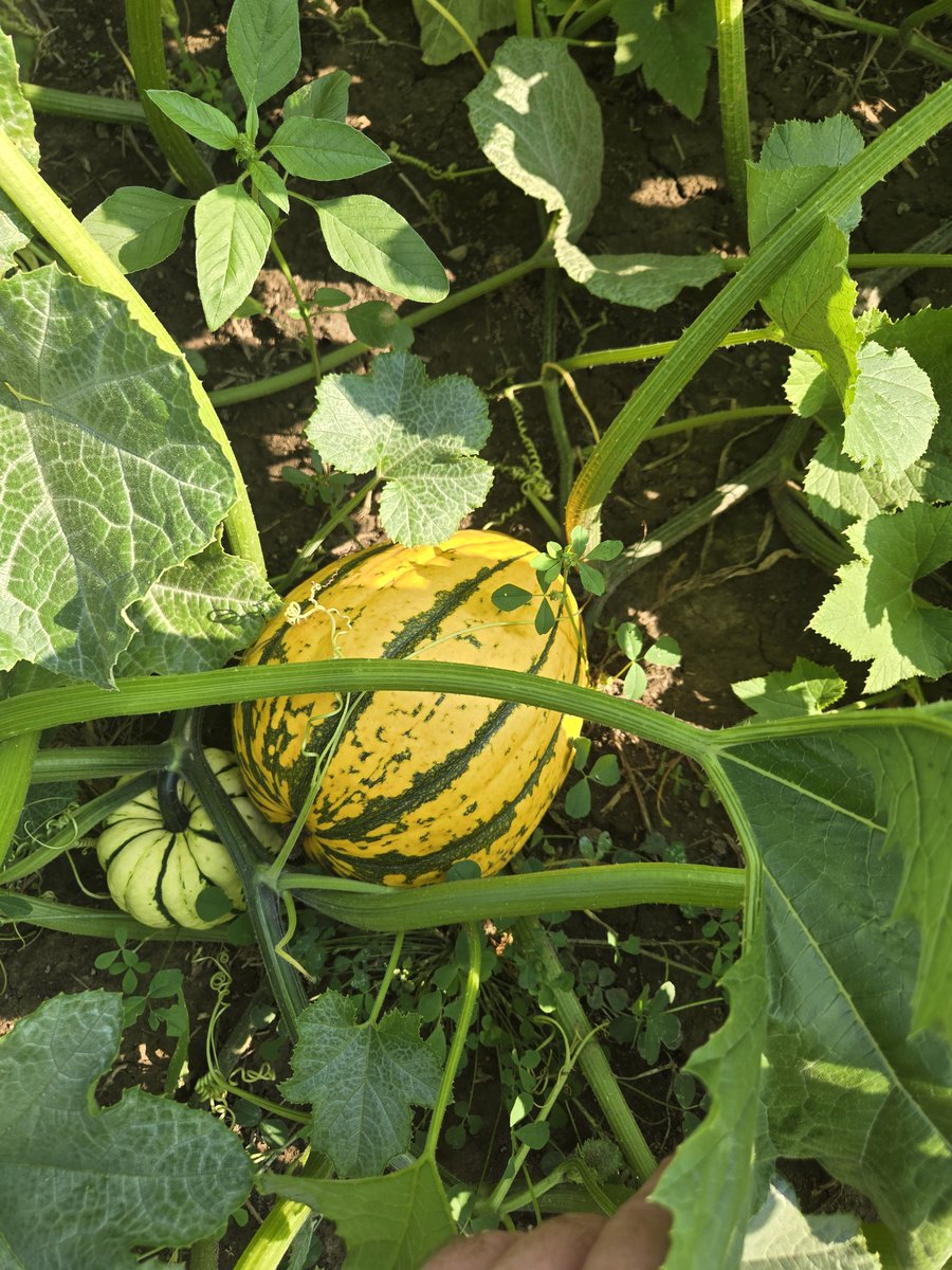 Drew Tyler tweet media