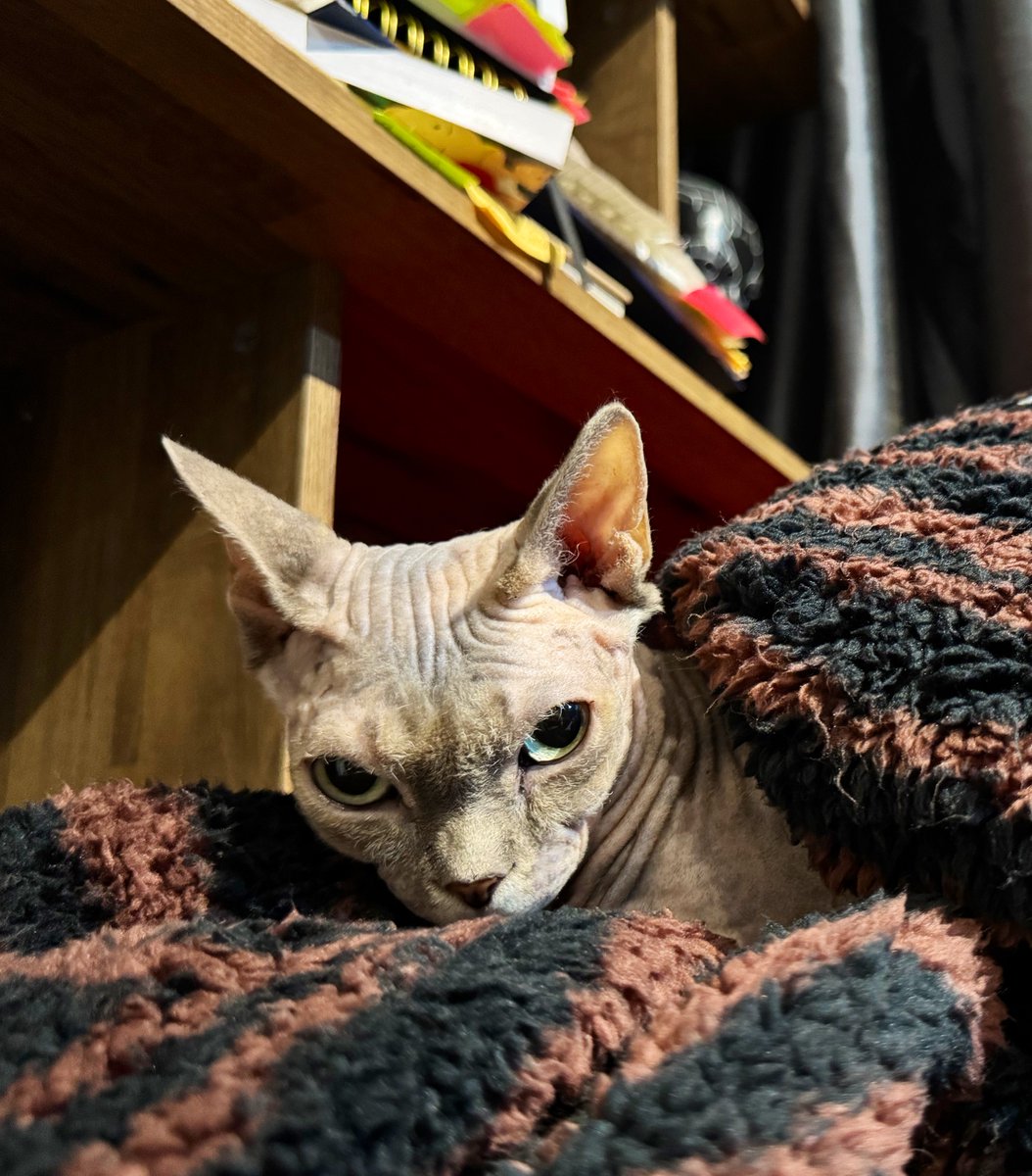 Aunt Cunt tweet media