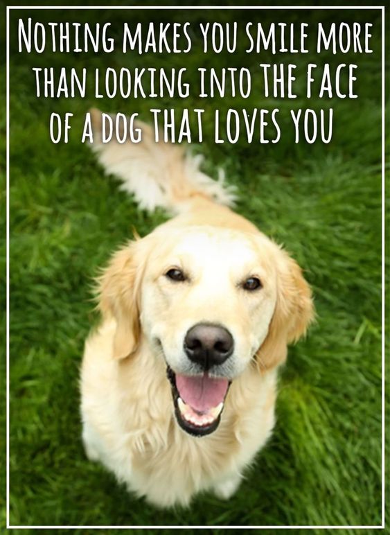 Beyond The Leash (@beyond_theleash) on Twitter photo 