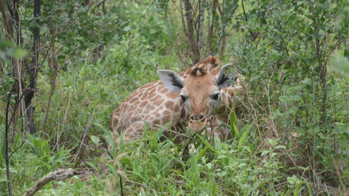 NigerAr's tweet photo. Une excellente nouvelle arrive en provenance de la Réserve de Biosphère de Gadabdji... avec photos à l'appui. 

Une naissance a eu lieu tout récemment.
Pour rappel, dans un esprit de stratégie de conservation, en 2018 et 2022, des girafes de Kouré ont été capturées et transportées sur la Réserve de Gadabdji.

Elles se sont très bien adaptées à leur nouvel habitat. Depuis, la famille Peralta de la Réservé s'agrandit et nous en sommes fiers. Une adaptation qui se confirme grâce également à une gestion efficace effectuée sur le terrain.

La Girafe du Niger, une valeur à préserver !