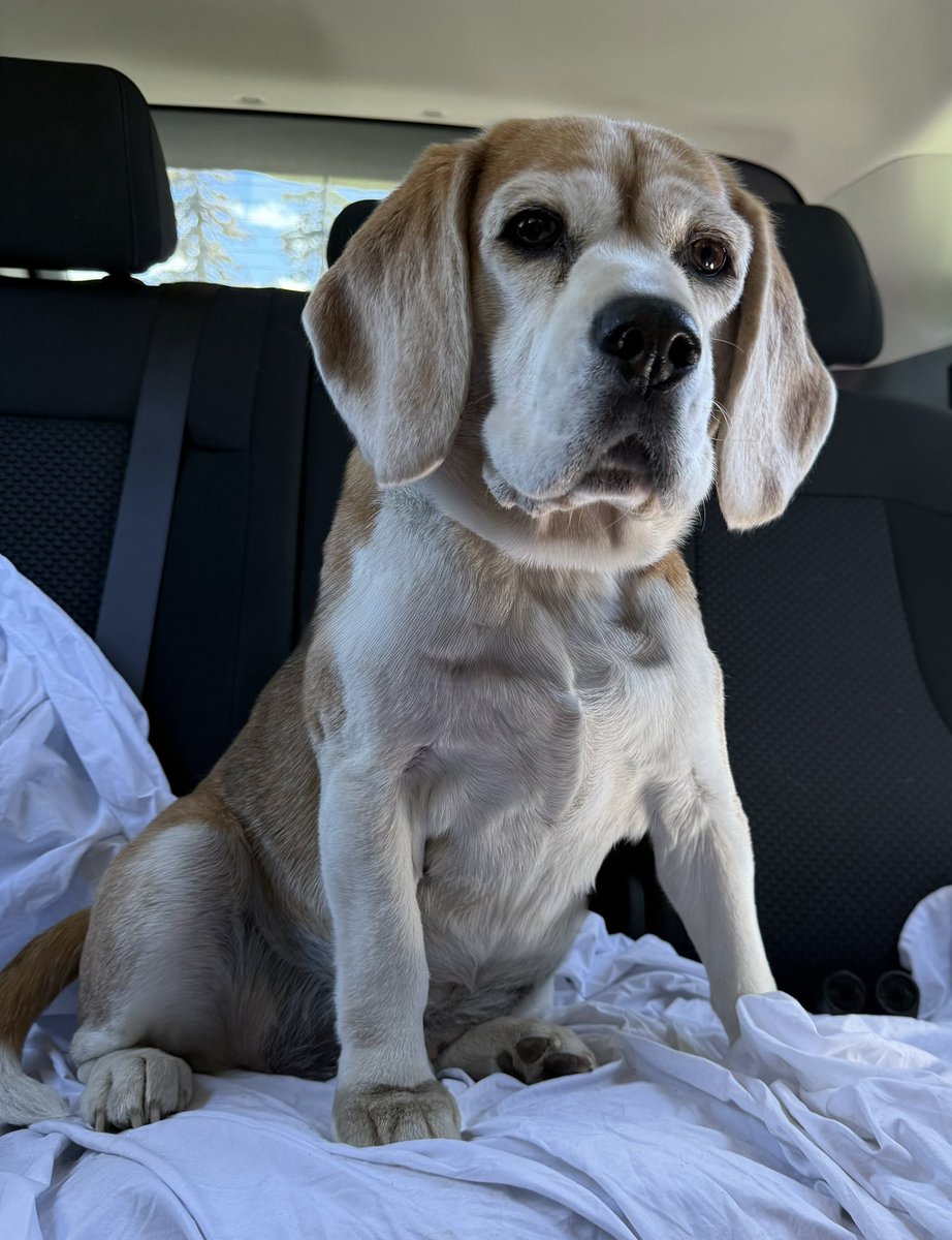 Miles the Beagle tweet media