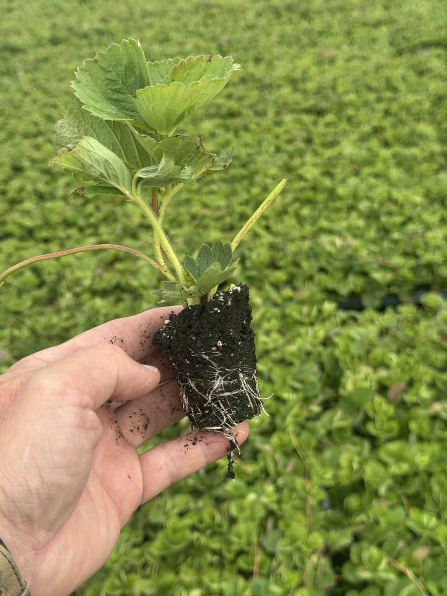 Camino Real at 2 weeks 
Tip source this year is Adamas Farms in Western Idaho.  They look excellent so far