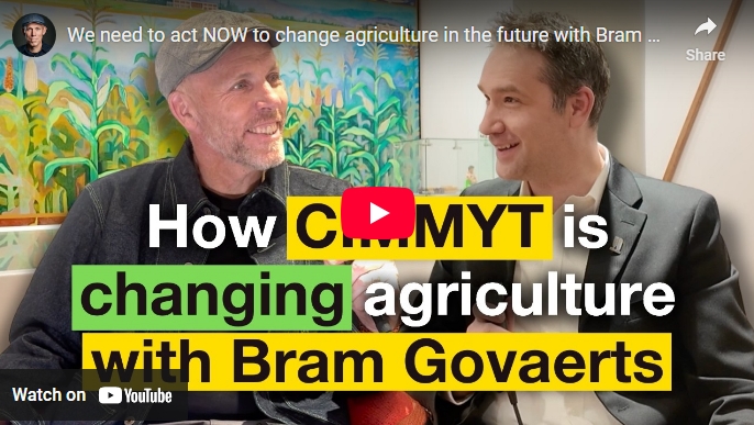 🎙️From Borlaug’s legacy in Mexico to today’s frontier of data-driven farming, #CIMMYT DG <a href="/bramaccimmyt/">Bram Govaerts CIMMYT</a> shares on a new podcast why ag must shift—toward resilient, nutritious &amp; climate-smart food systems that balance productivity, equity &amp; sustainability.🔗 bit.ly/4mfBkBt