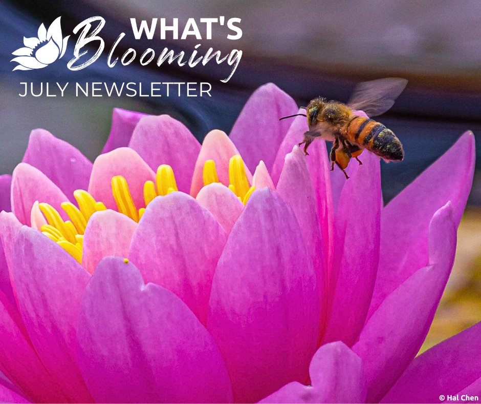 What’s Blooming: Festival Recap, Upcoming Programs, and Enjoy the Extended Hours While You Can! 🪷 - mailchi.mp/fokag/whats-bl…