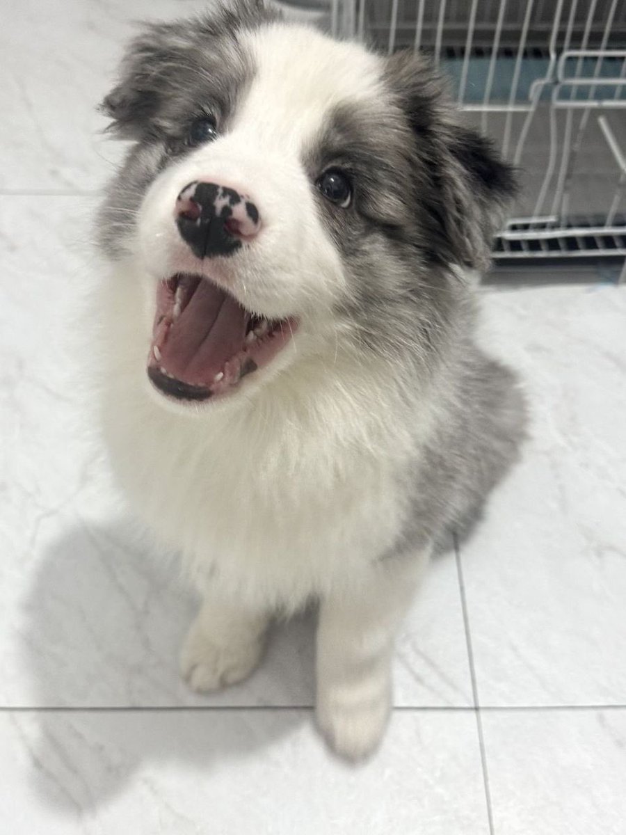 Puppies 🐶 tweet media