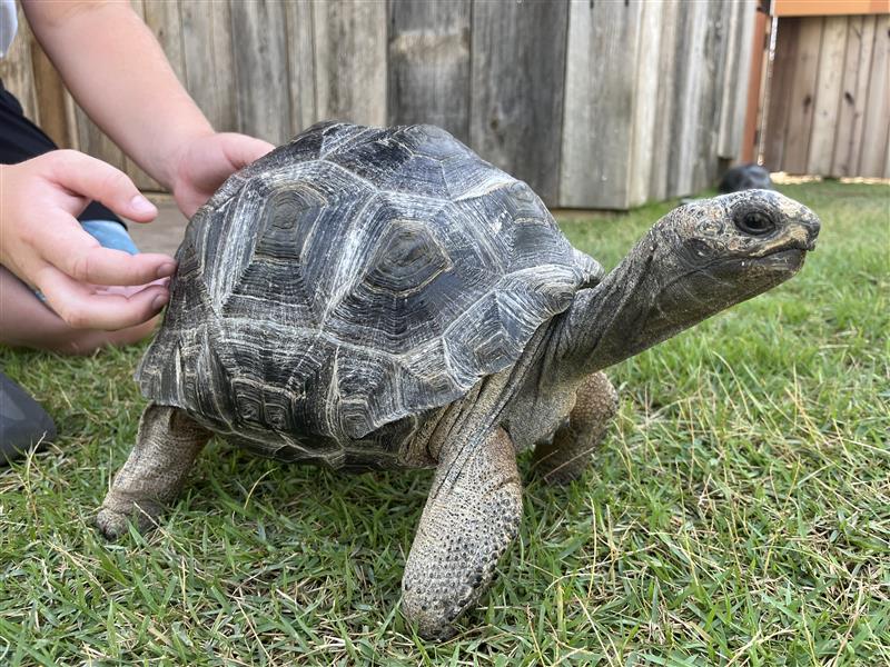 Did you know that turtles and tortoises can feel through their shells? Our young Aldabra tortoises really enjoy shell scratches! You can meet them in our Wallaby Walkabout. During select times, guests can walk into this habitat to meet our wallabies and tortoises up close and