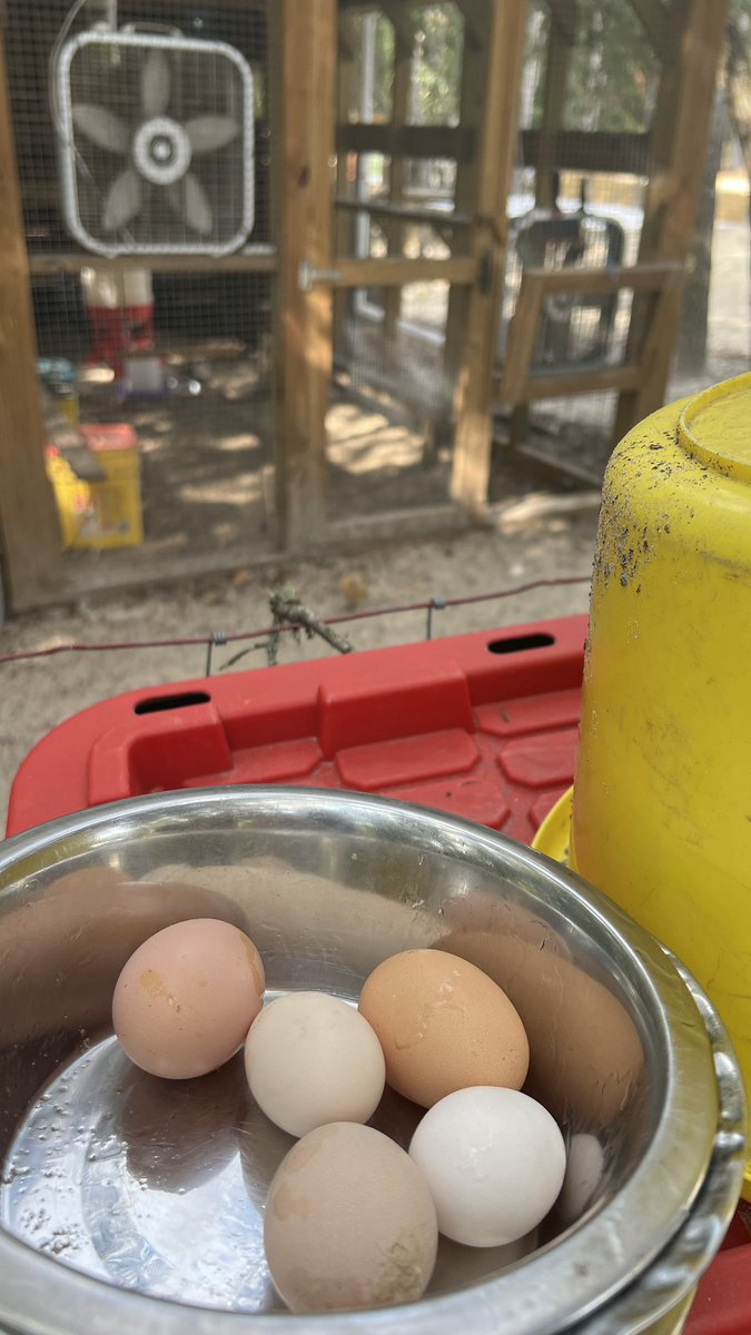 barbiedoll_eyw's tweet image. #winning #fresheggs #bantam #guinea #chicken #DogGoneRanch