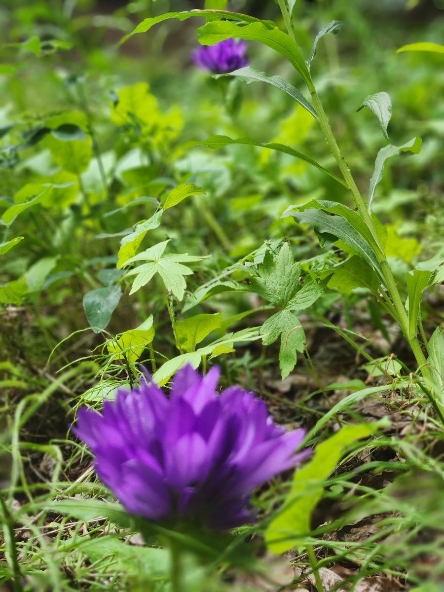 In the very back corner.