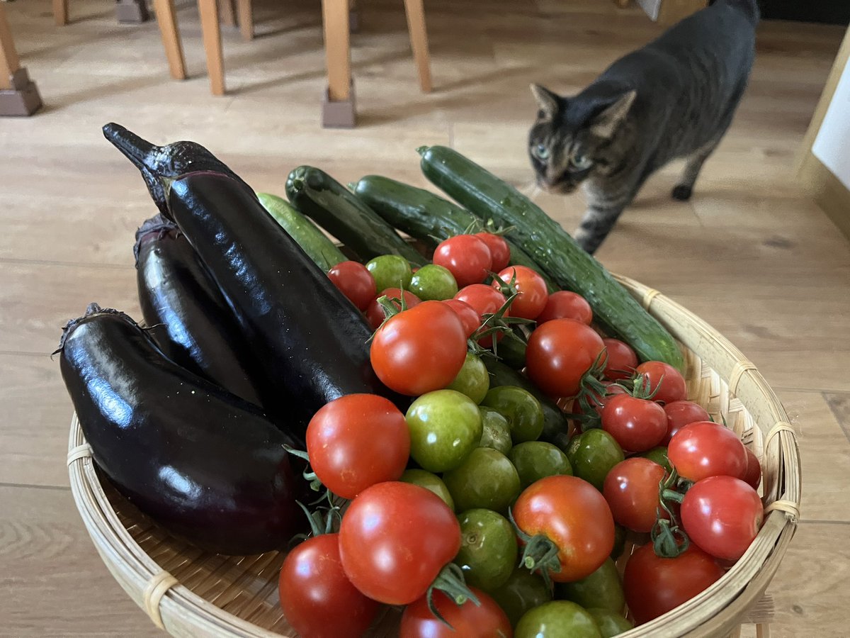 sapvegetable's tweet photo. 今朝のおやさい https://t.co/9CagtzN3wd