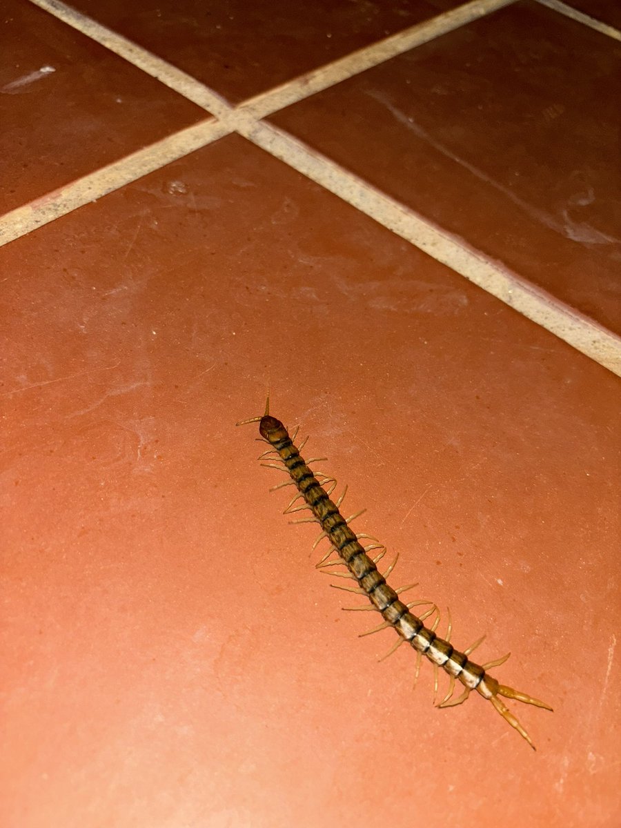 ęl Đįąblø tweet media