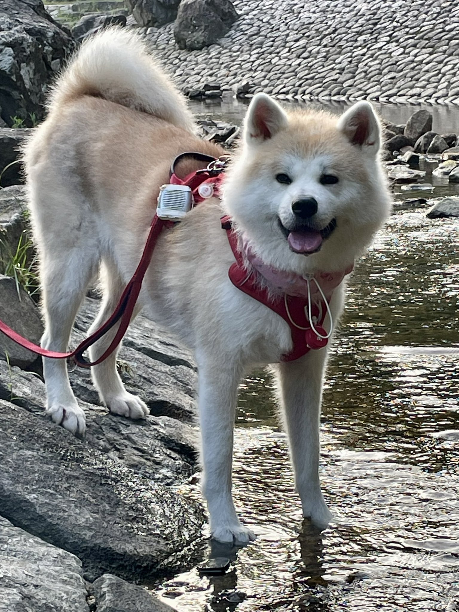 秋田犬 もも on X: 