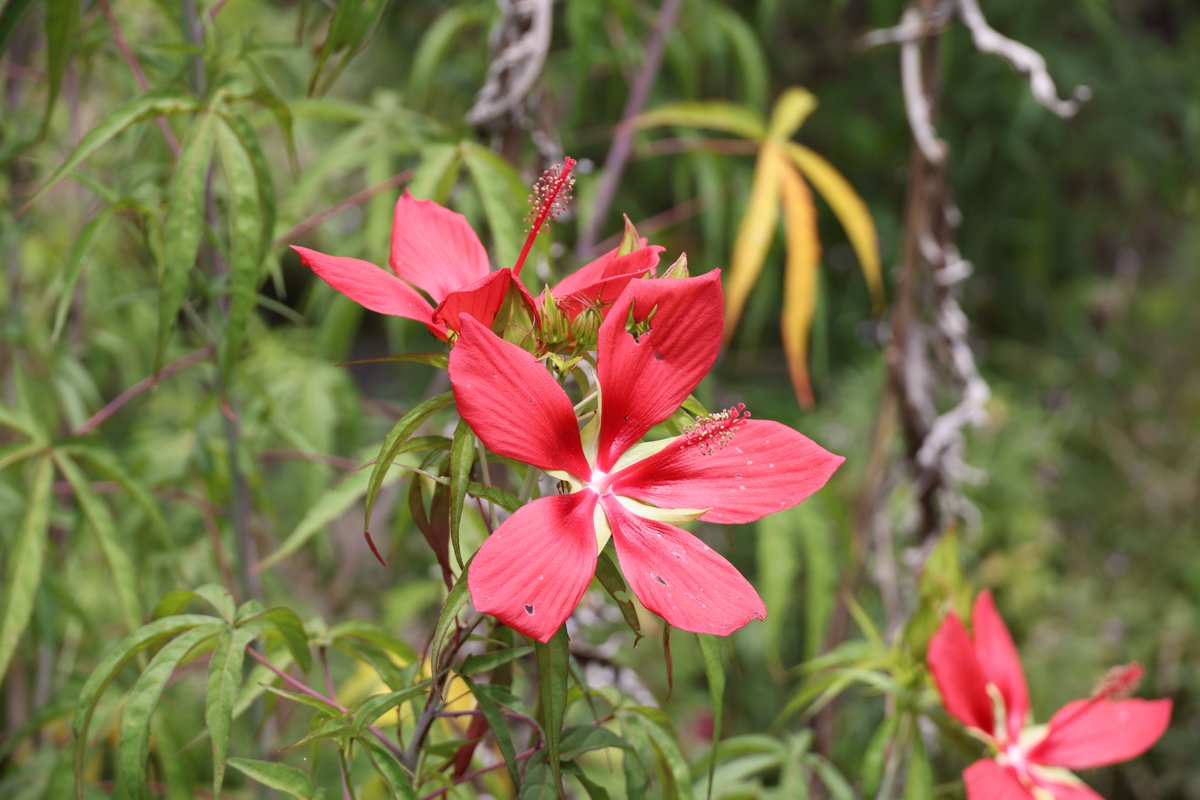おはようございます。