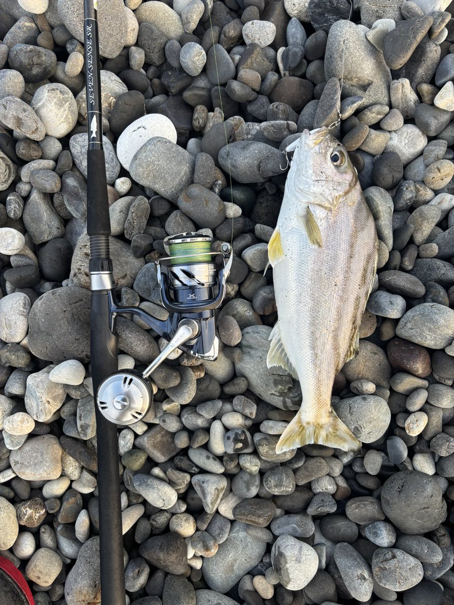 monaka030's tweet photo. 坊主回避。。今日釣れた魚は気持ちサイズが小さい気がする(˘ω˘) https://t.co/peKXR2kZB6