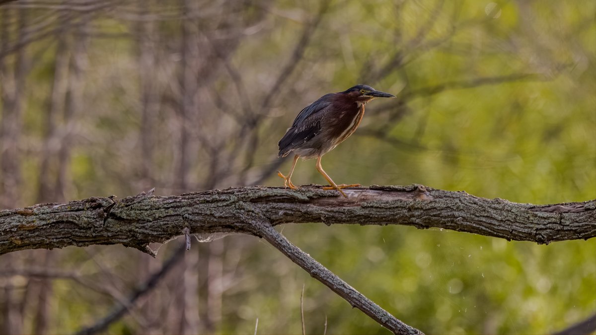 I hope the log holds the grace! #birds #birding #birdsinwild #birdphotography #twitternaturecommunity #Canon #IndiAves #WildlifePhotography #BirdsSeenIn2025