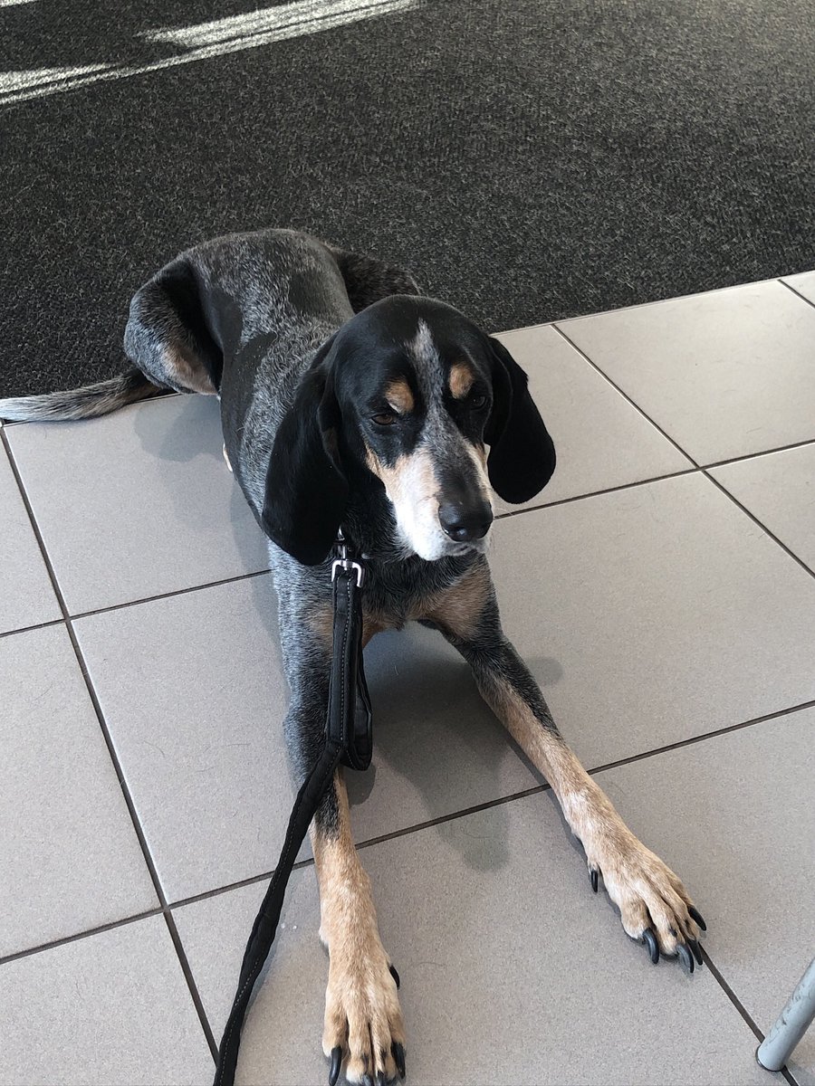 My pets 
Captain Buggy age 2 ~ Bearded Dragon
Endeavor Mei age (5?) ~ Calicos
Buddy Cupid age 10 ~ Bluetick Coonhound