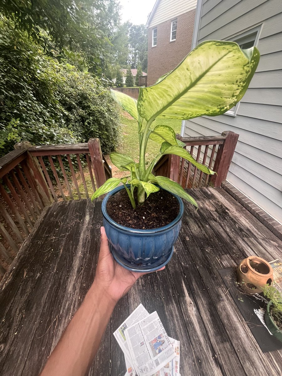kekeaq2's tweet photo. plant #repotted https://t.co/byXgRN3Krp
