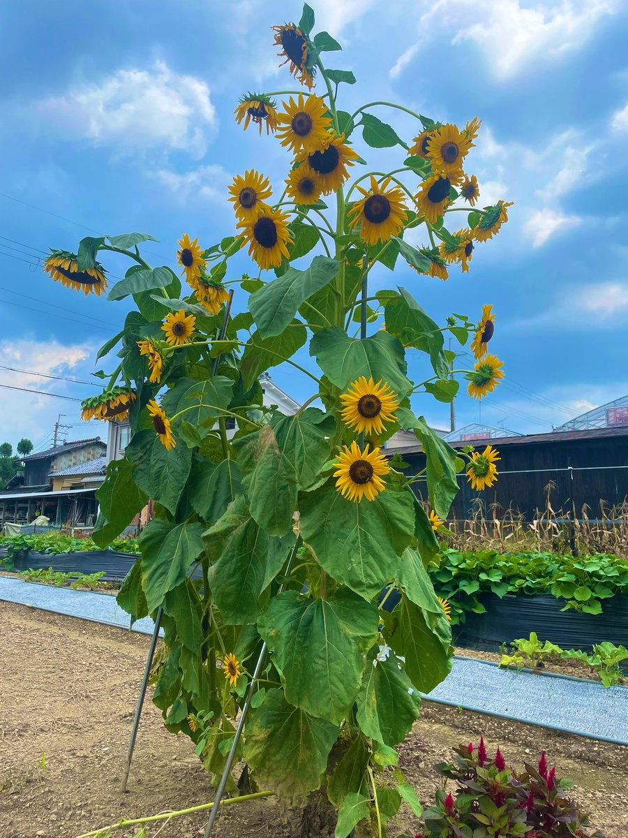 mikuraya's tweet photo. おはようございます

昨日の昼ウォークで出会った向日葵🌻
手前のコキアがモフモフです

お盆休みです
息子は今日まで旅行に行ってます
お店も閉めていますが
ガンガンお仕事してきます💪
あ ヨッコラショ https://t.co/KIM6LegxKl