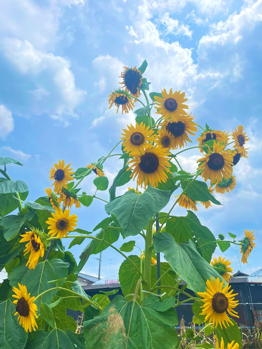 mikuraya's tweet photo. おはようございます

昨日の昼ウォークで出会った向日葵🌻
手前のコキアがモフモフです

お盆休みです
息子は今日まで旅行に行ってます
お店も閉めていますが
ガンガンお仕事してきます💪
あ ヨッコラショ https://t.co/KIM6LegxKl