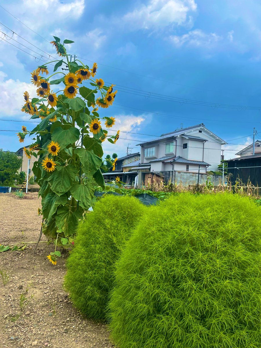 mikuraya's tweet photo. おはようございます

昨日の昼ウォークで出会った向日葵🌻
手前のコキアがモフモフです

お盆休みです
息子は今日まで旅行に行ってます
お店も閉めていますが
ガンガンお仕事してきます💪
あ ヨッコラショ https://t.co/KIM6LegxKl