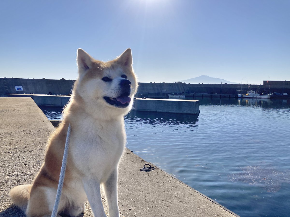 tobishima_ugo's tweet photo. ＜ 暑さもピークを過ぎてきたような

#秋田犬 #飛島 #akitainu #Tobishima #鳥海山 https://t.co/0AbEuzHT6o