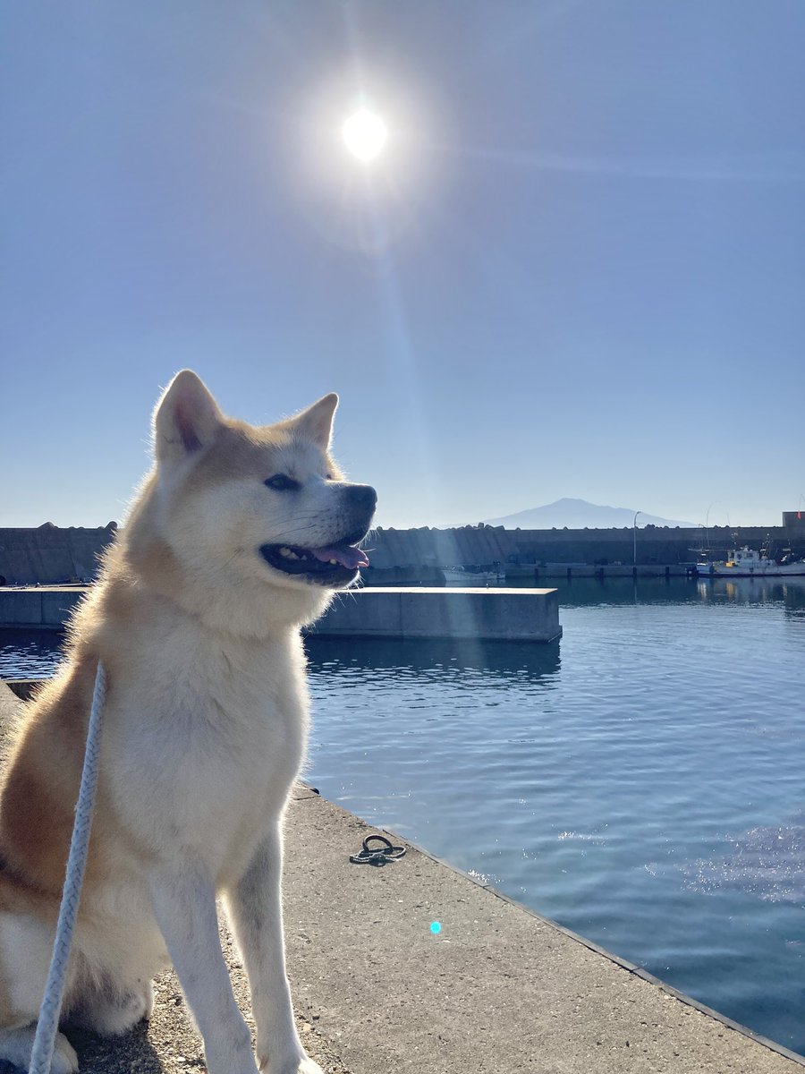 tobishima_ugo's tweet photo. ＜ 暑さもピークを過ぎてきたような

#秋田犬 #飛島 #akitainu #Tobishima #鳥海山 https://t.co/0AbEuzHT6o