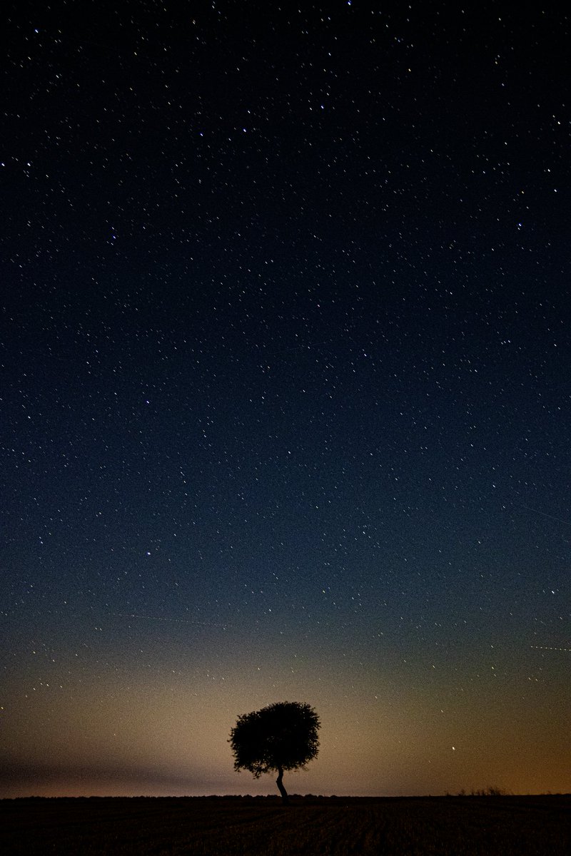 rustintcohle's tweet photo. If you are a lone tree in a large field, someone has to notice you for you to be important. https://t.co/ieBsKnGoxl