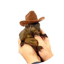 $PNUT on the Heaven Launchpad. This has the best narrative with highest potential for the launchpad's meta. PNUT on pumpfun hit 2.6B and there have been several clones that have done millions 

CA: 8DsrFHqRCei1iRVygtq1PyXKHZ6uBZeB2x2jGpeHs777