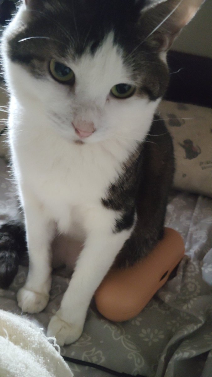 おはようございます😃
お盆休みも後少しですね。
#保護猫