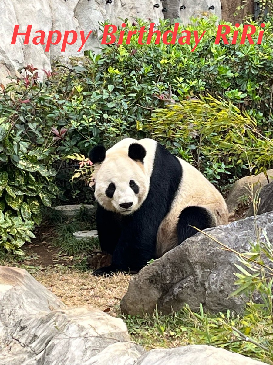 panpanda🐼 (@panpanpanda0729) / Posts / X