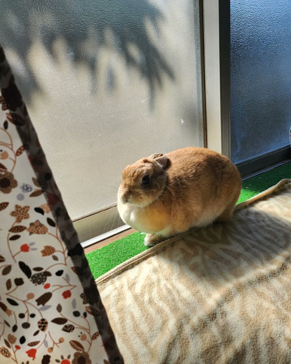 おはうさー🐰
ゴンちゃん二度寝しました🐰💤