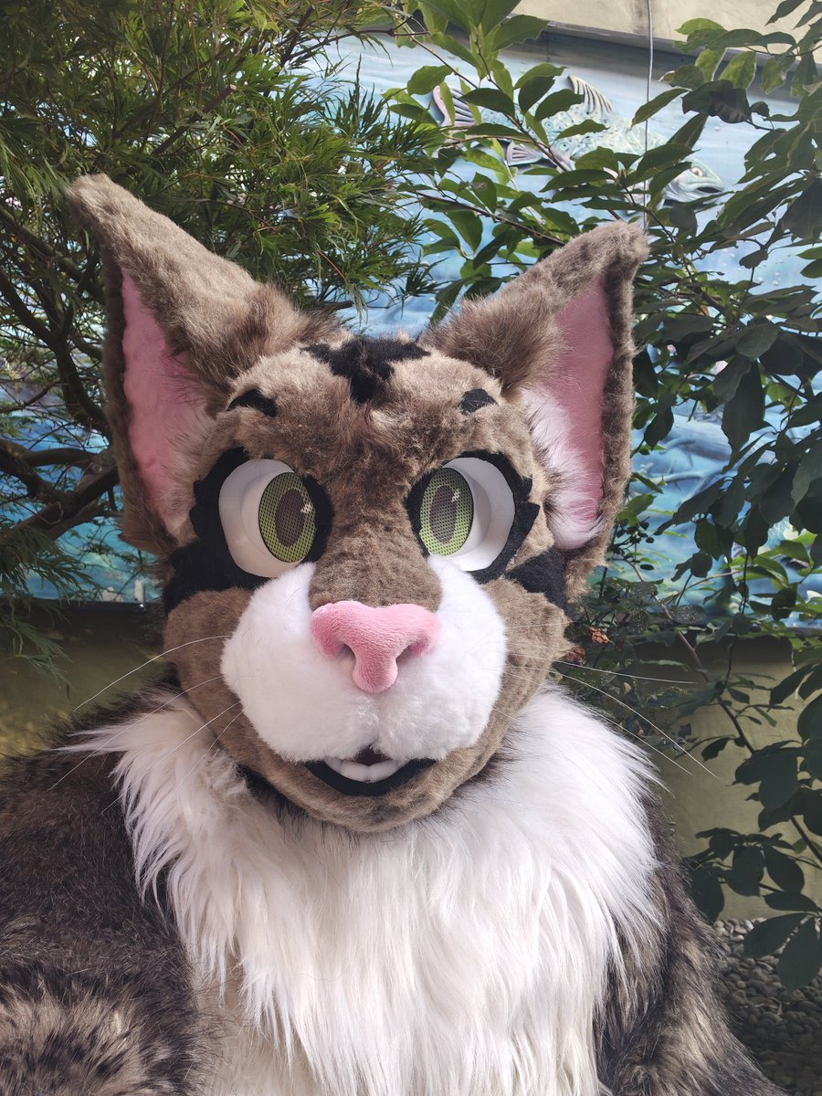 Tuna (Banjo Heeler)🔜Anthrocon tweet media