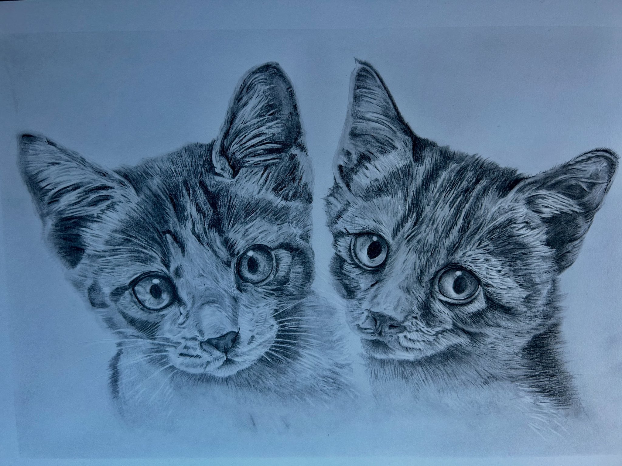 あぶない猫科　鉛筆画 技法書 Lesson.8 猫 | 更新情報