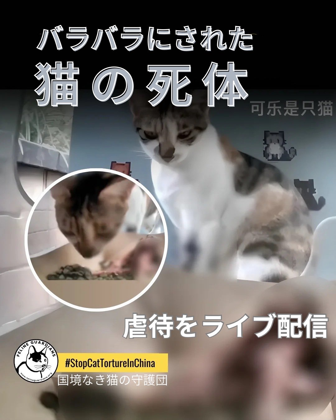 ＜Guardian Cats＞「ガーディアンキャッツ」 51W1Dg5-cHL._AC_SY200_QL15_.jpg